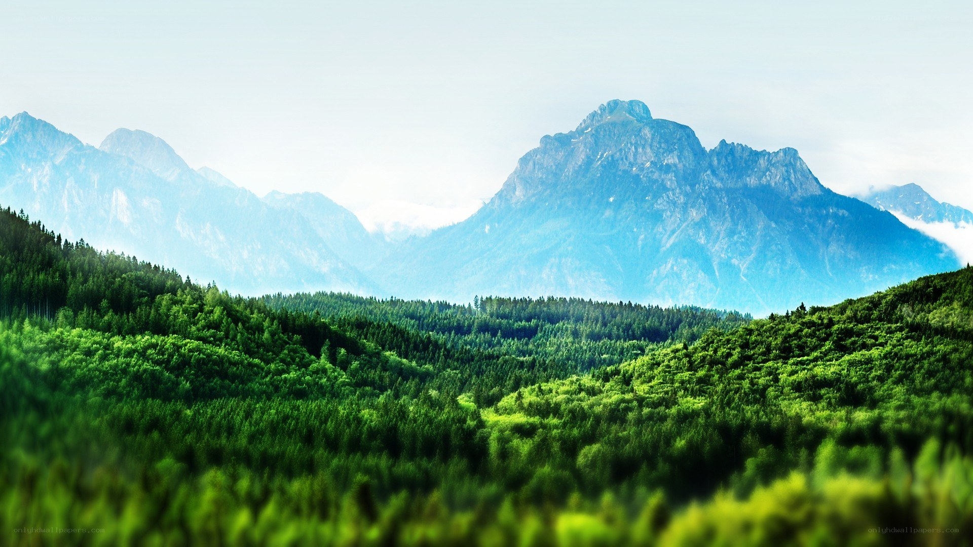 Mountain forest landscape