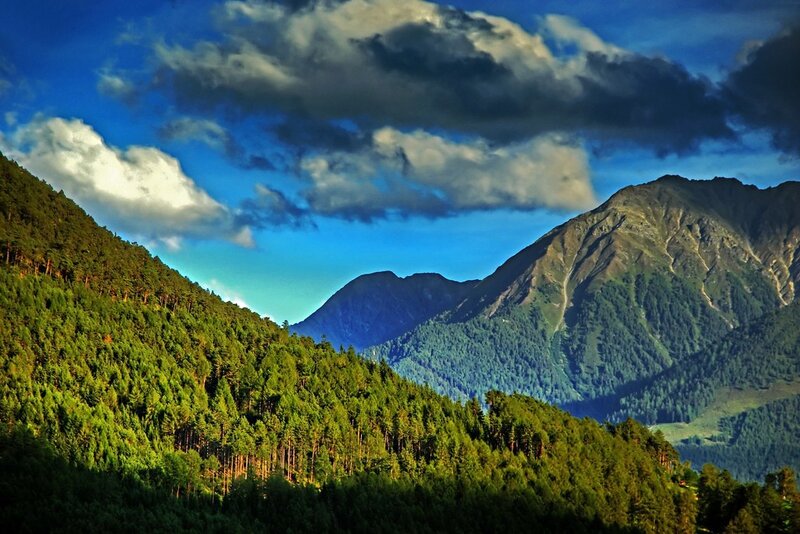 Mountain forest landscape