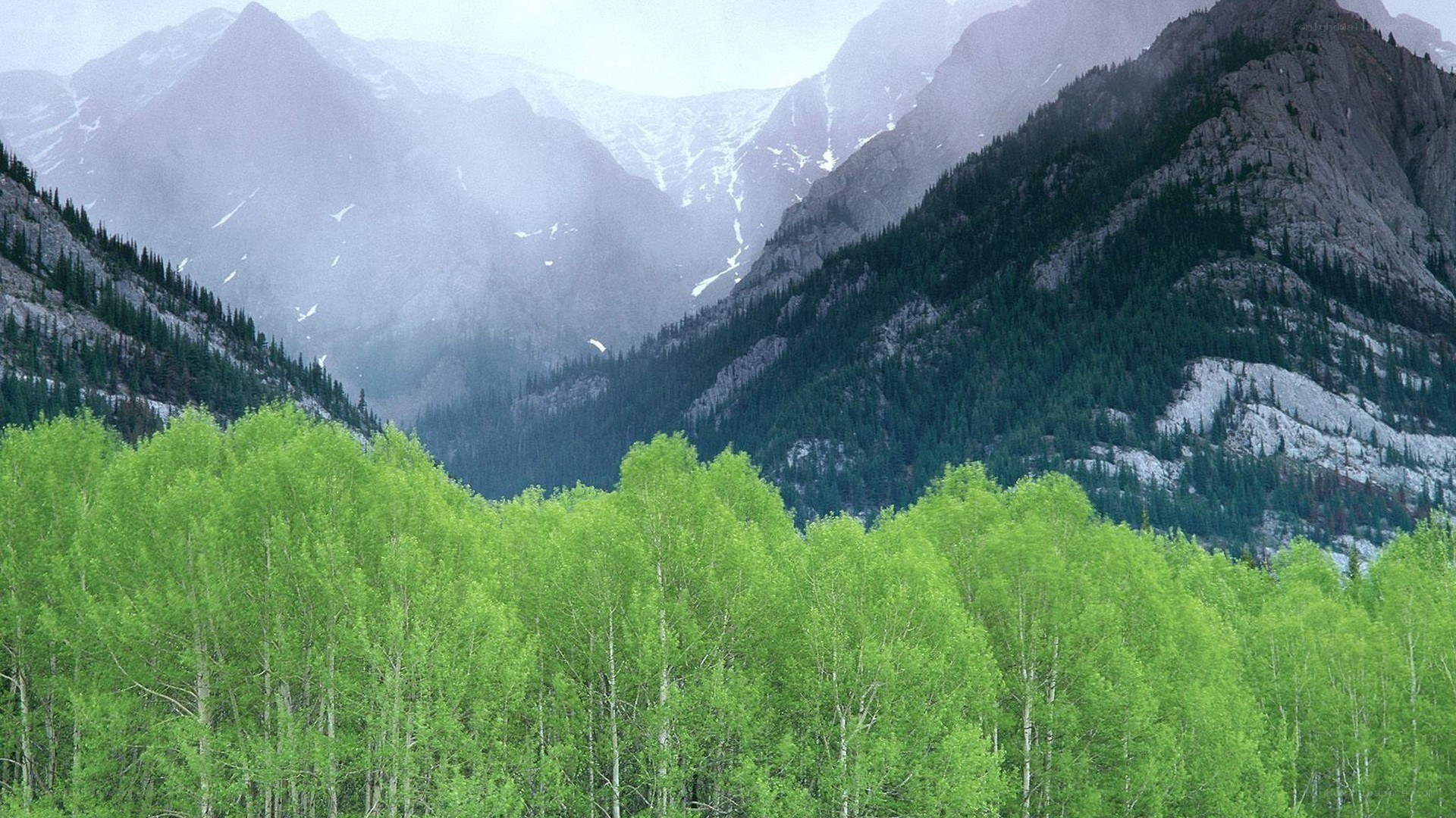 Mountain forest landscape