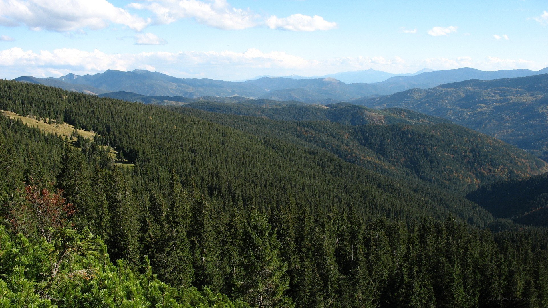 Mountain forest landscape