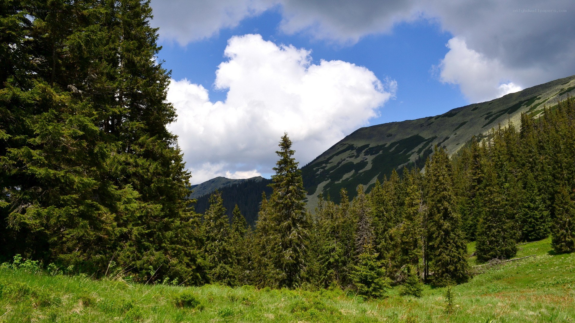 Mountain forest landscape