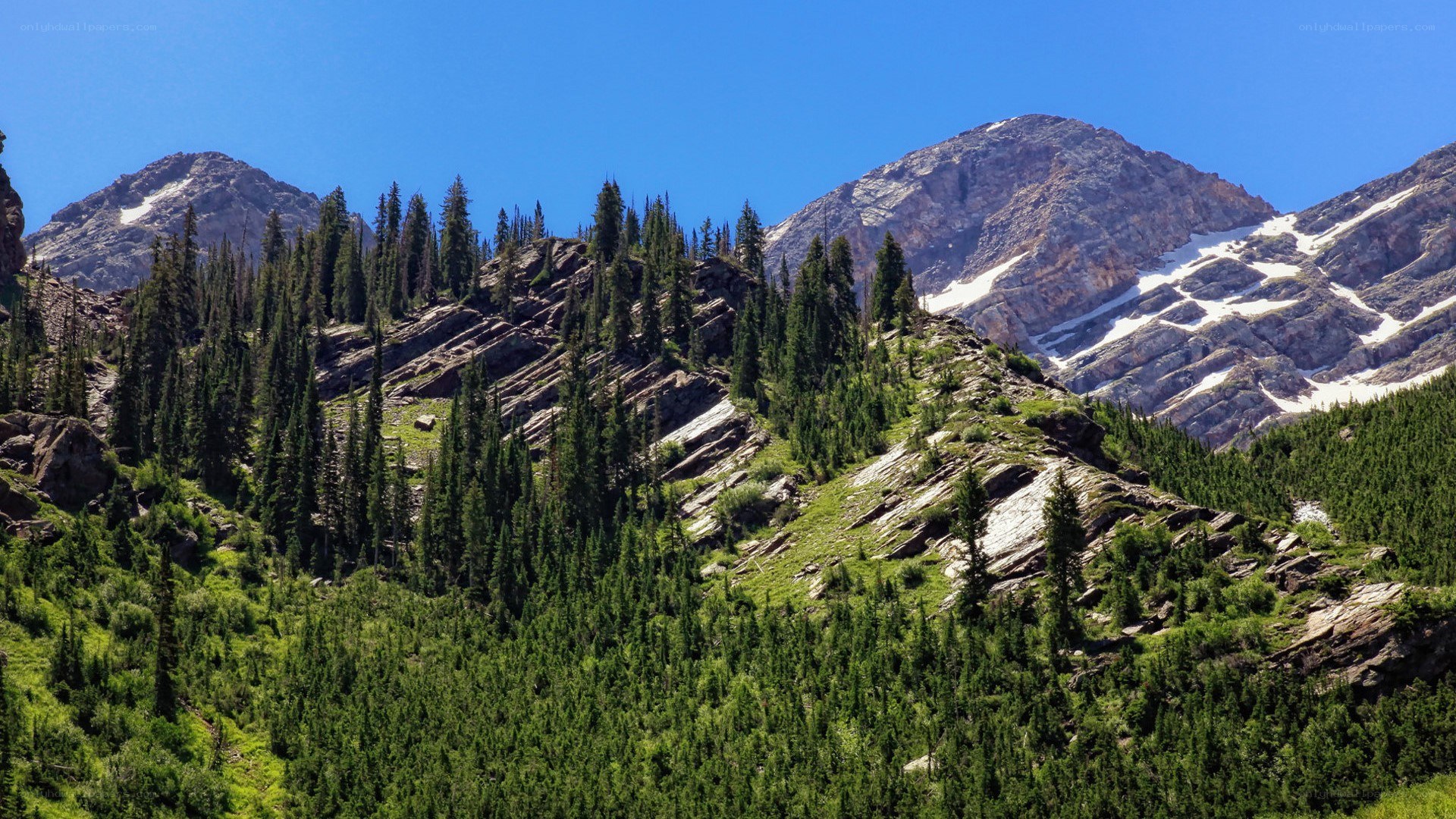 Mountain forest landscape
