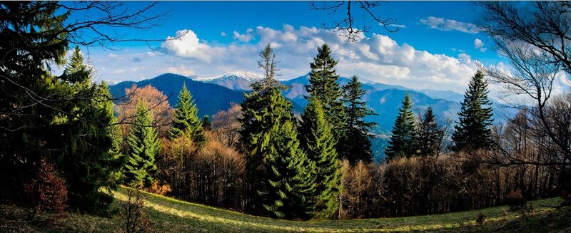 Mountain forest landscape