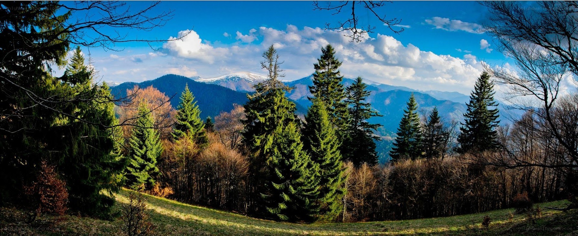 Mountain forest landscape