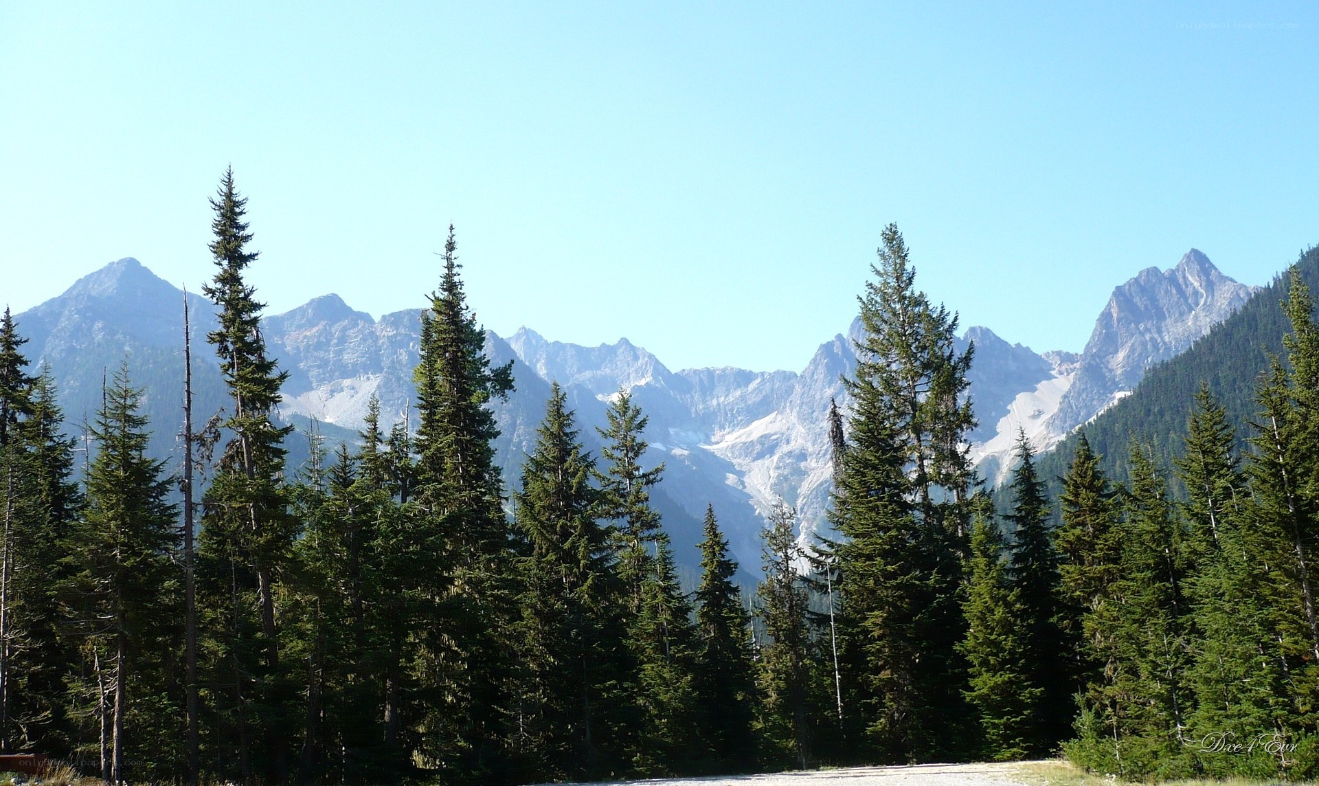 Mountain forest landscape