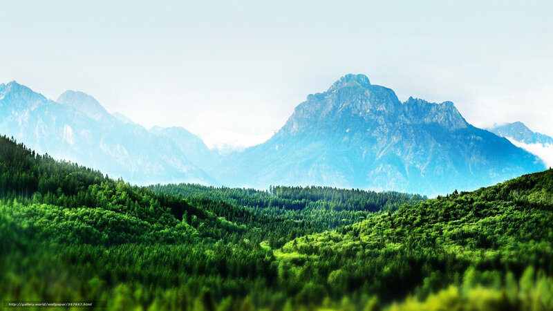 Mountain forest landscape