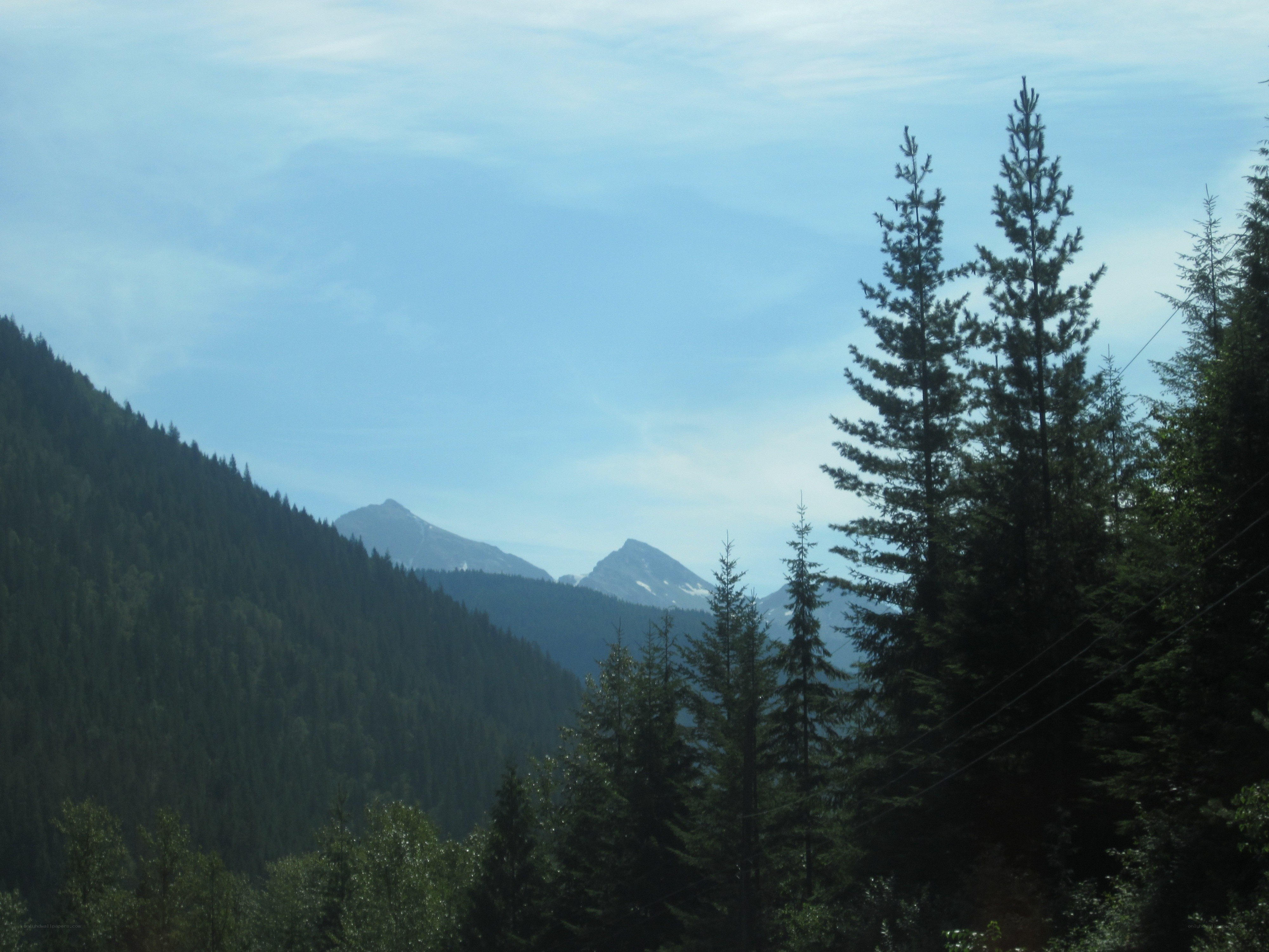 Mountain forest landscape