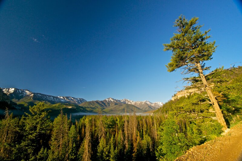 Mountain Forest Landscape — Blue, Serene