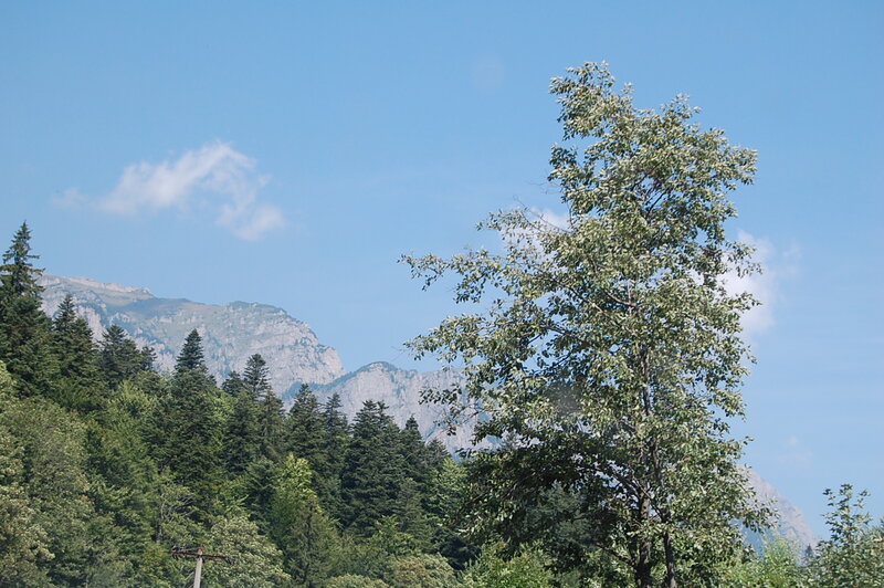 Mountain Forest Landscape — Blue