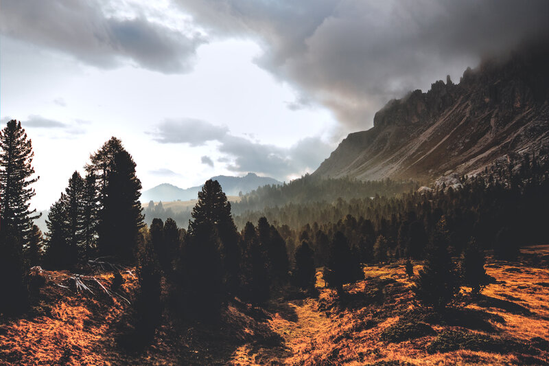 Mountain Forest Landscape — Brown