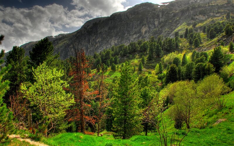 Mountain Forest Landscape — Green, Dramatic, Spring