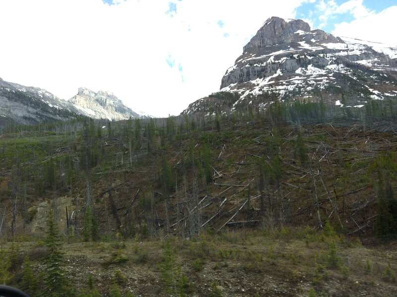Mountain Forest Landscape — Green, Natural