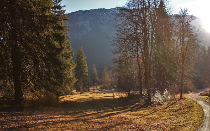 Mountain Forest Landscape — Green, Serene, Afternoon, Photograph, Trees, Path