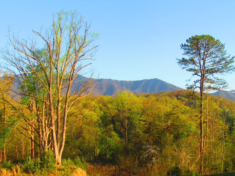 Mountain Forest Landscape — Green, Serene, Morning