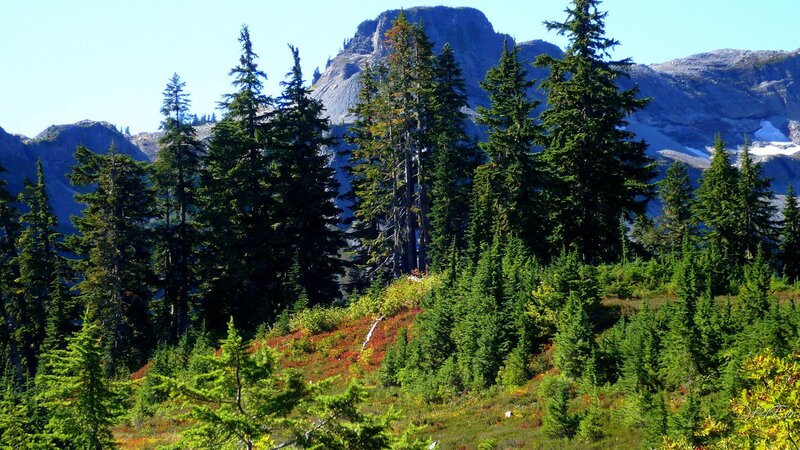 Mountain Forest Landscape — Green, Serene, Summer
