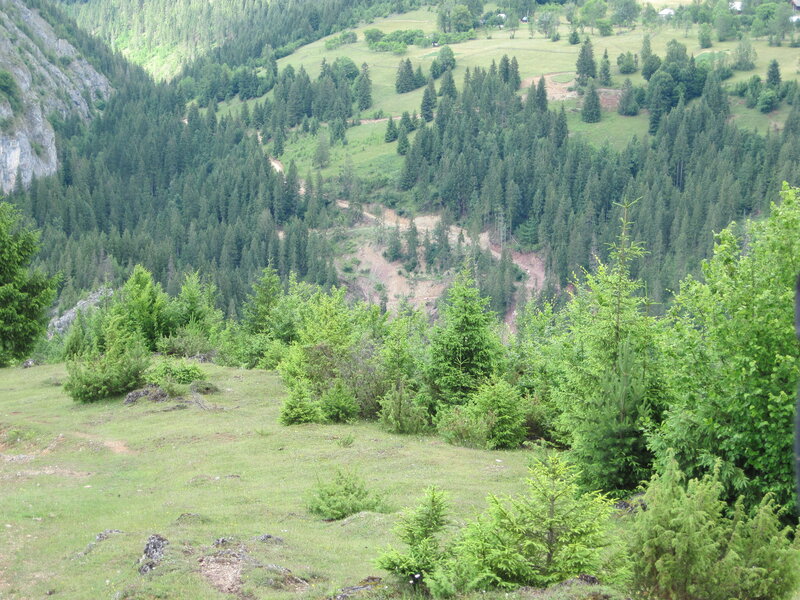 Mountain Forest Landscape — Green, Serene