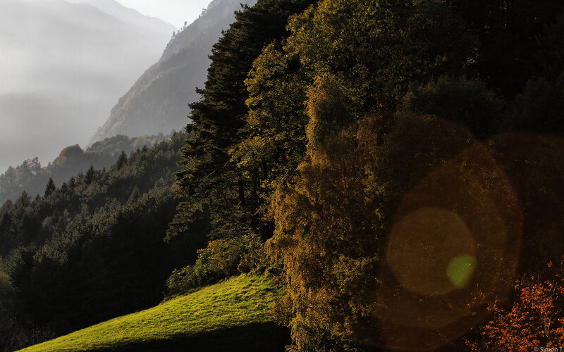 Mountain Forest Landscape — Green