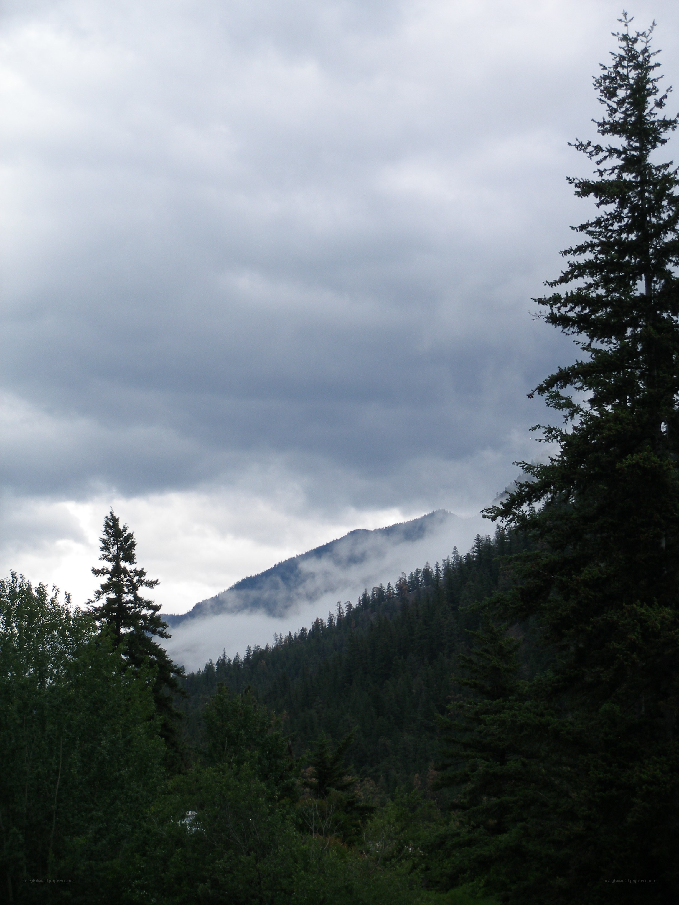 Mountain forest under cloudy sky
