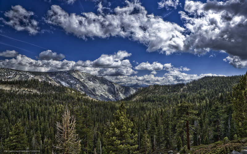 Mountain forest under cloudy sky