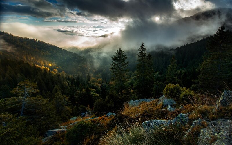 Mountain Forest Valley — Green