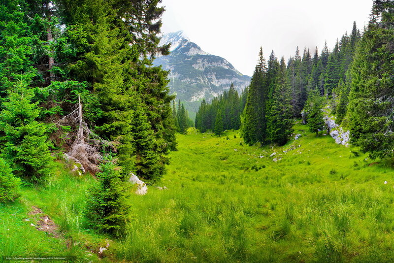 Mountain forest valley