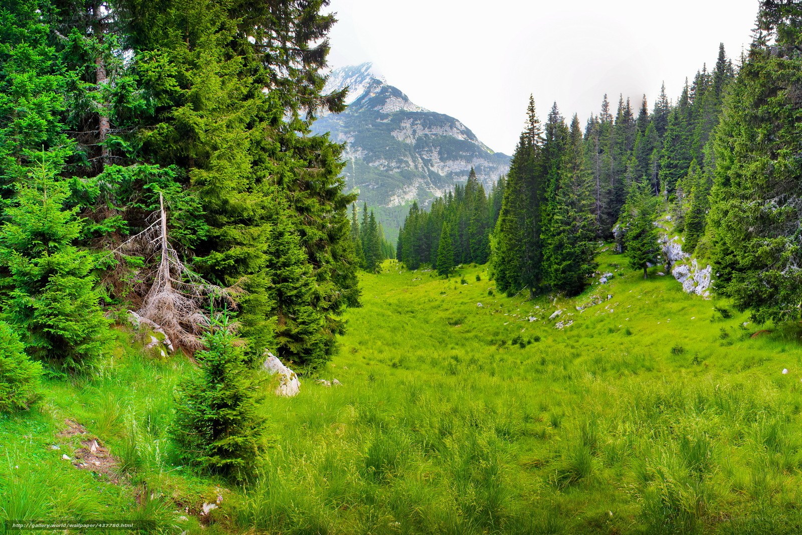Mountain forest valley