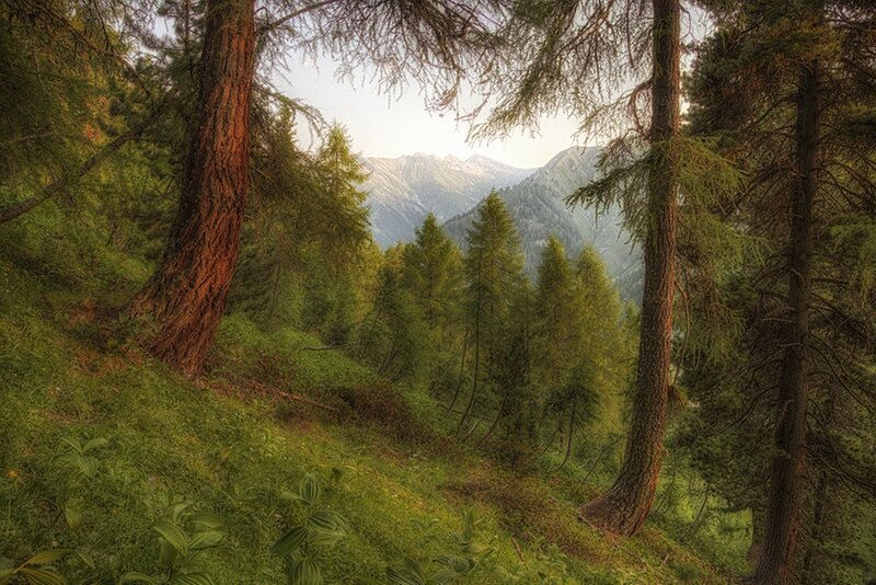 Mountain Forest View