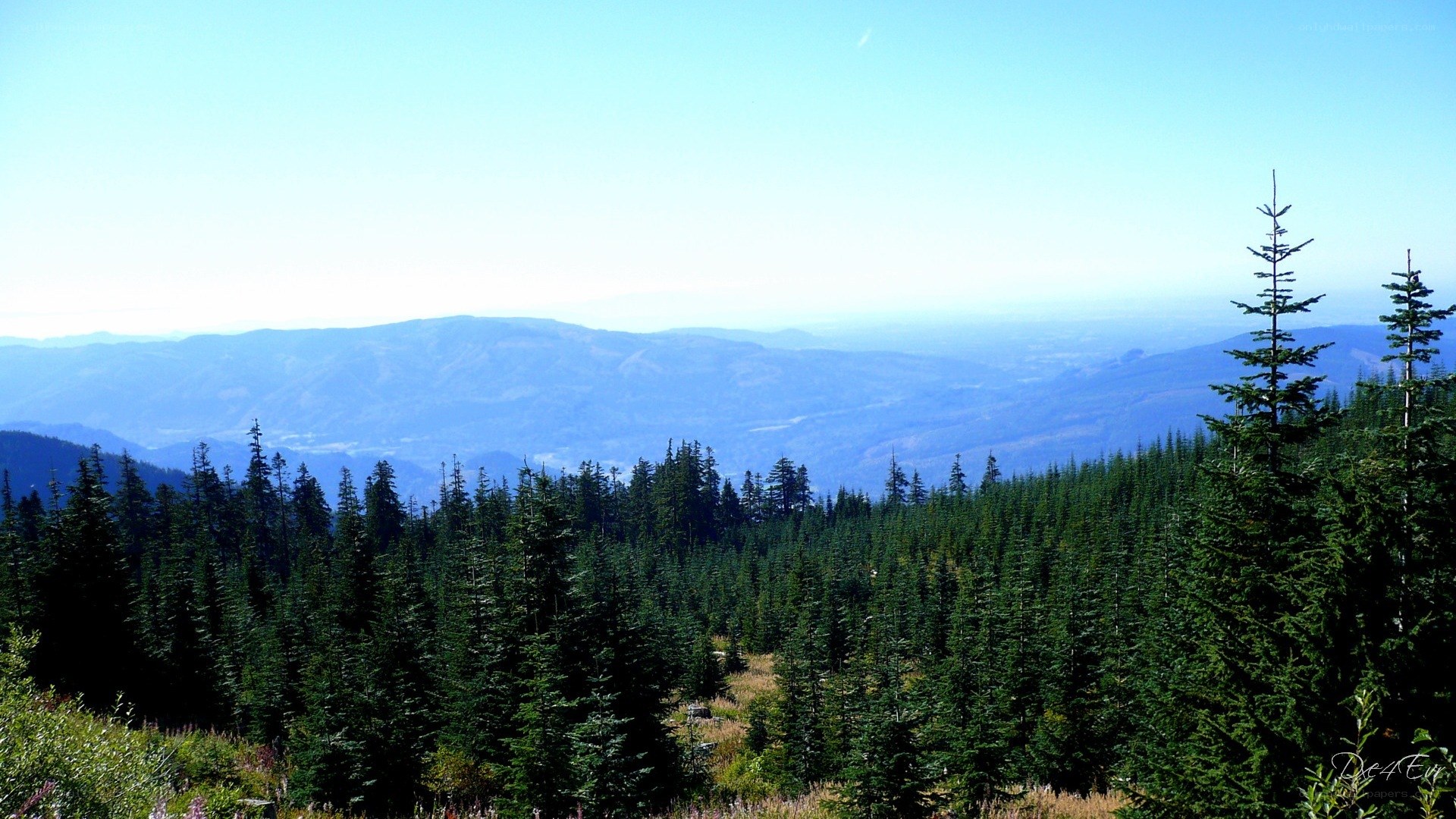 Mountain forest vista