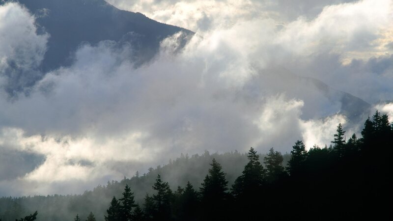 Mountain Forest with Clouds — Gray
