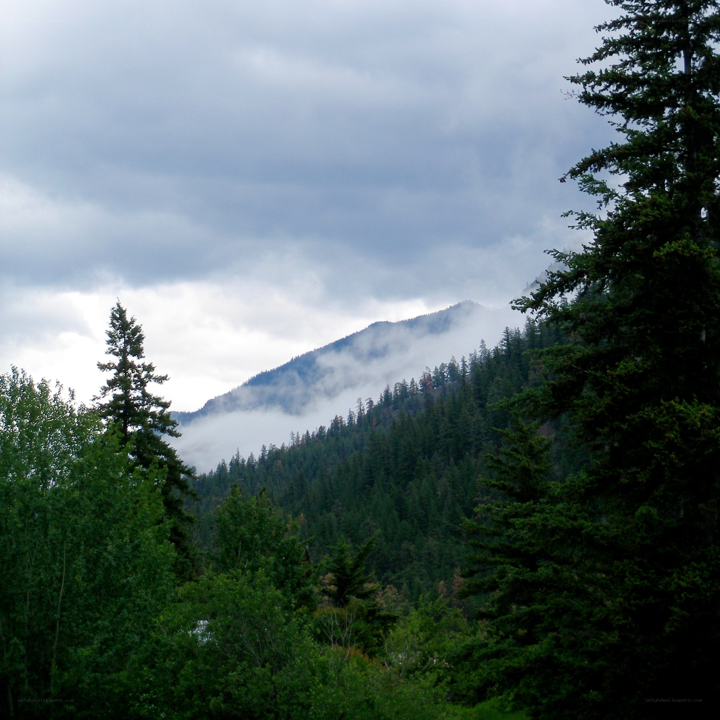 Mountain forest with fog
