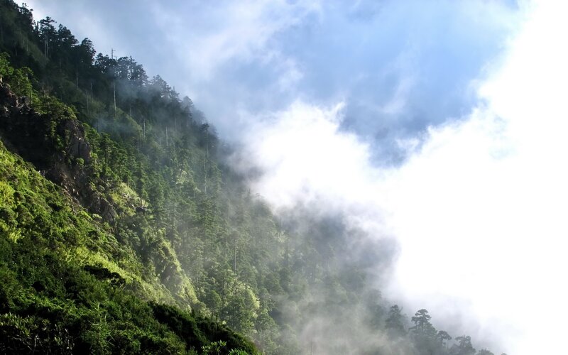 Mountain Forest with Fog — Green, Misty