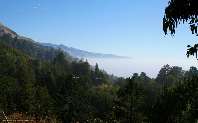 Mountain forest with fog