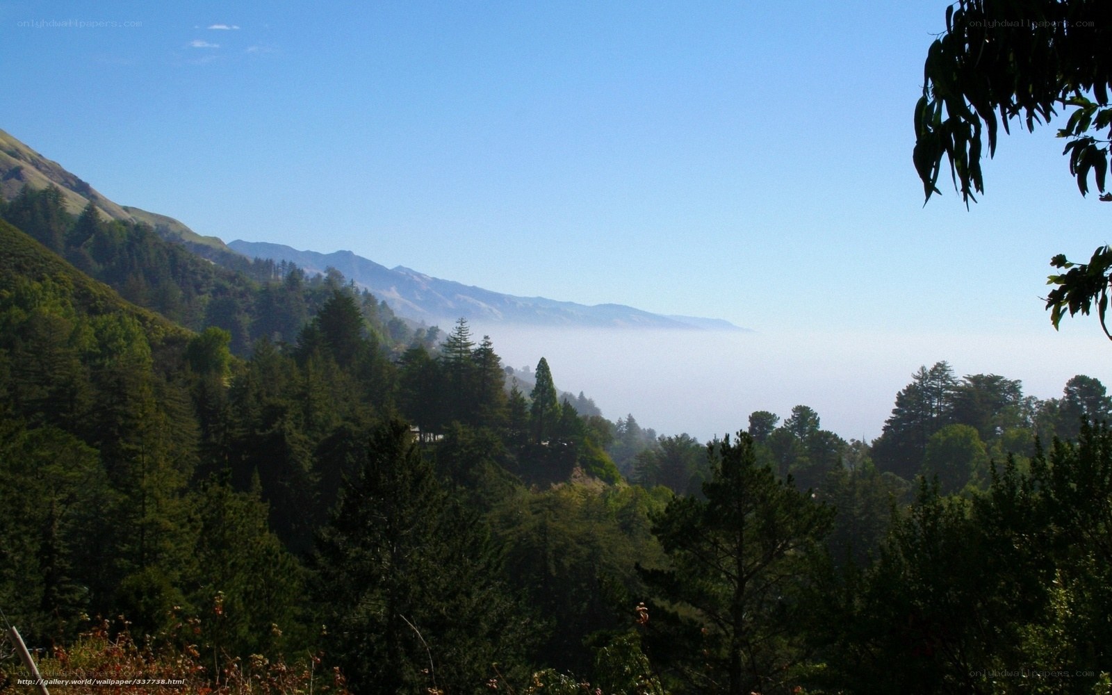 Mountain forest with fog