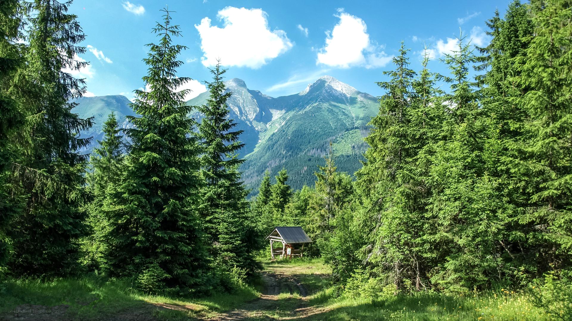 Mountain forest with shelter