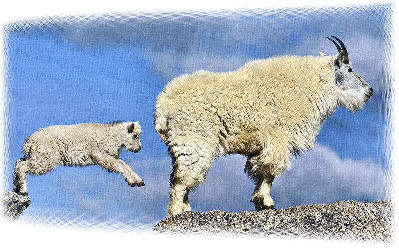 Mountain Goat and Kid — Blue