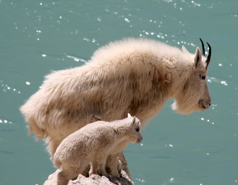 Mountain goat and kid on a rock