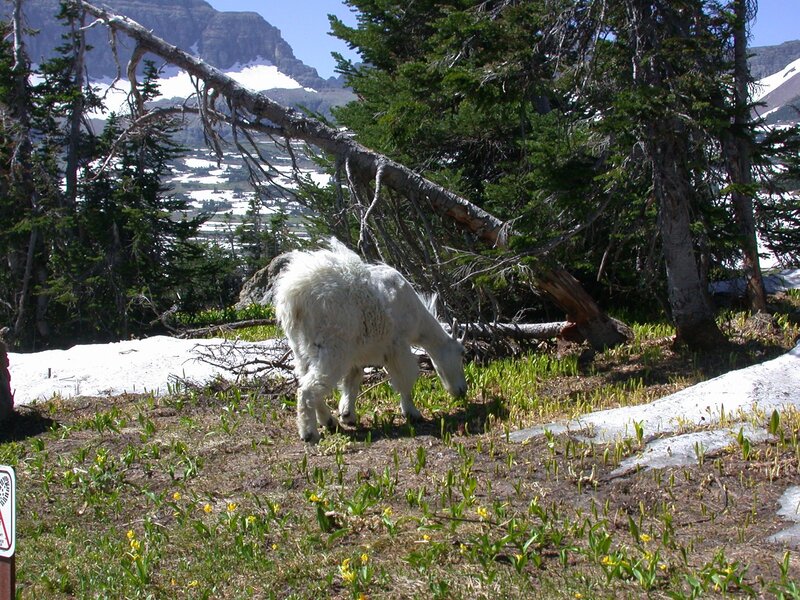 Mountain goat grazing in alpine meadow