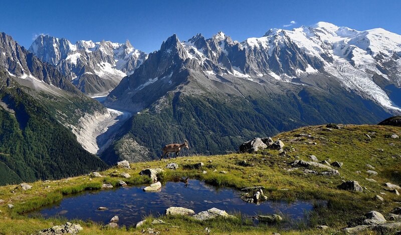 Mountain goat in alpine landscape