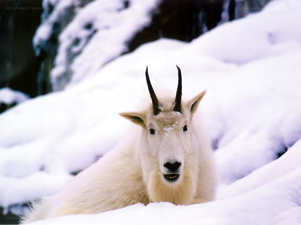 Mountain goat in snow
