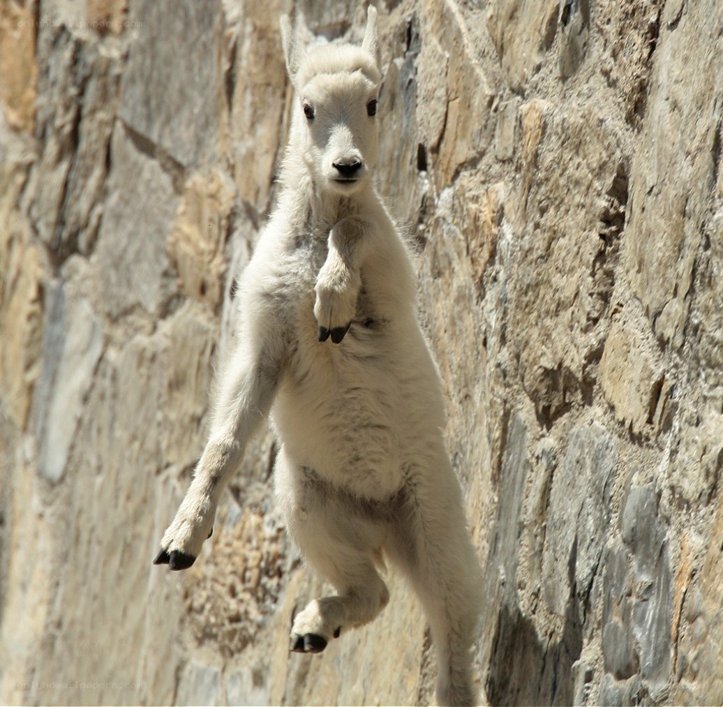 Mountain goat kid jumping