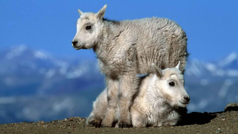 Mountain goat kids in the wild
