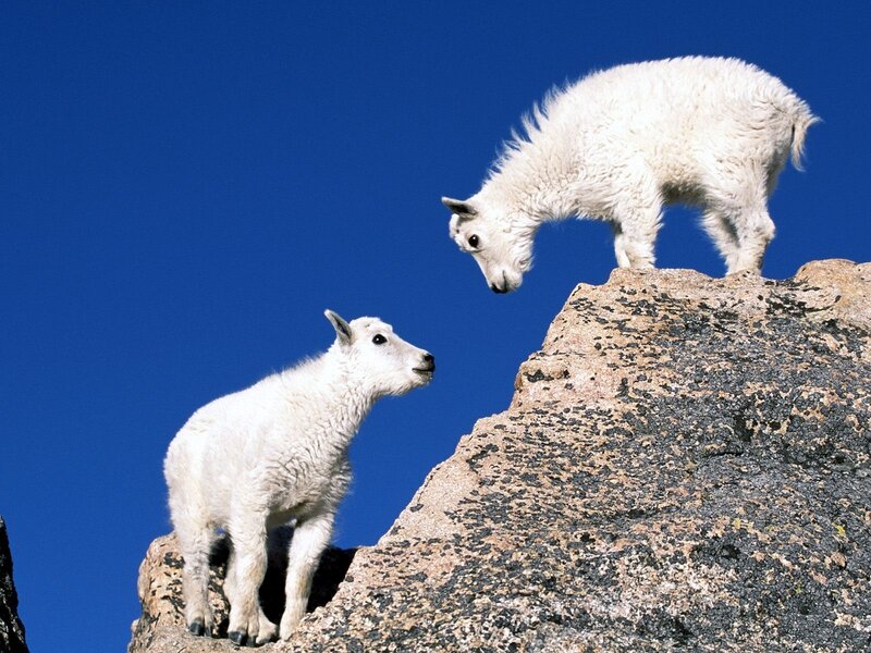 Mountain goat kids on a cliff