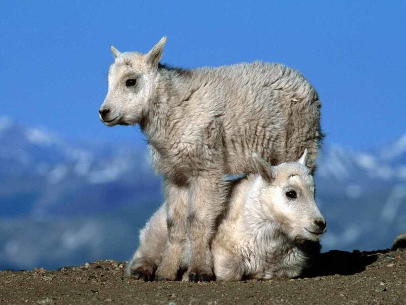 Mountain goat kids on a ridge