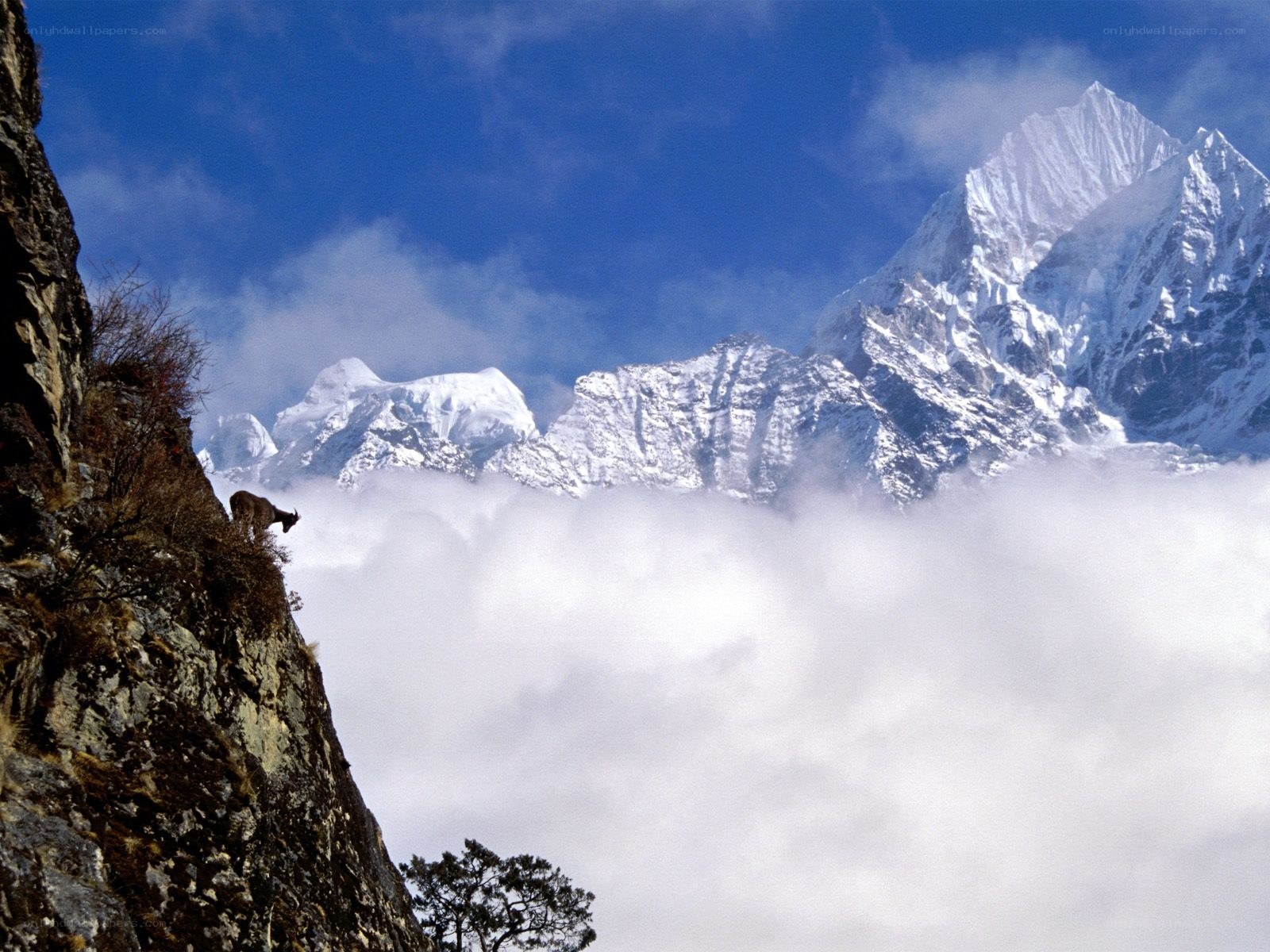 Mountain goat on a cliff