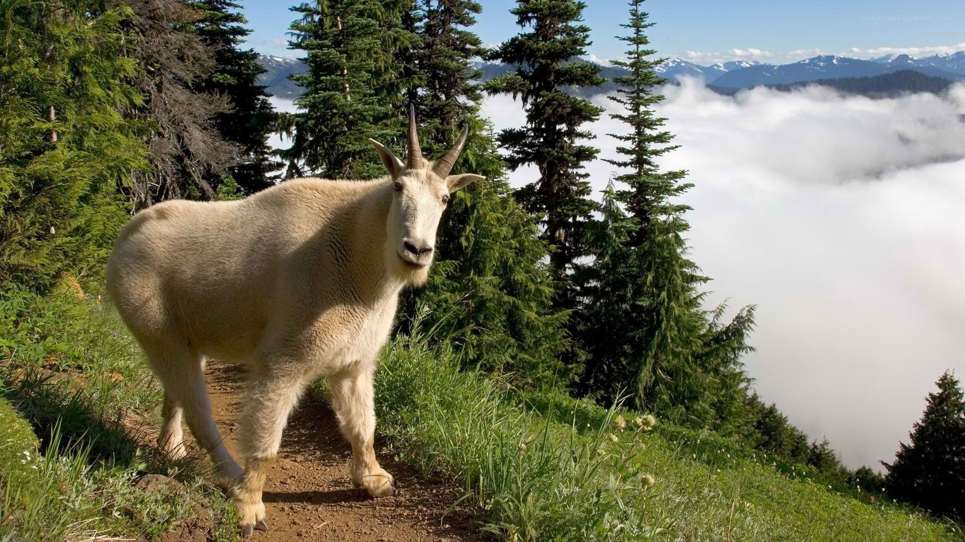 Mountain goat on a forest trail