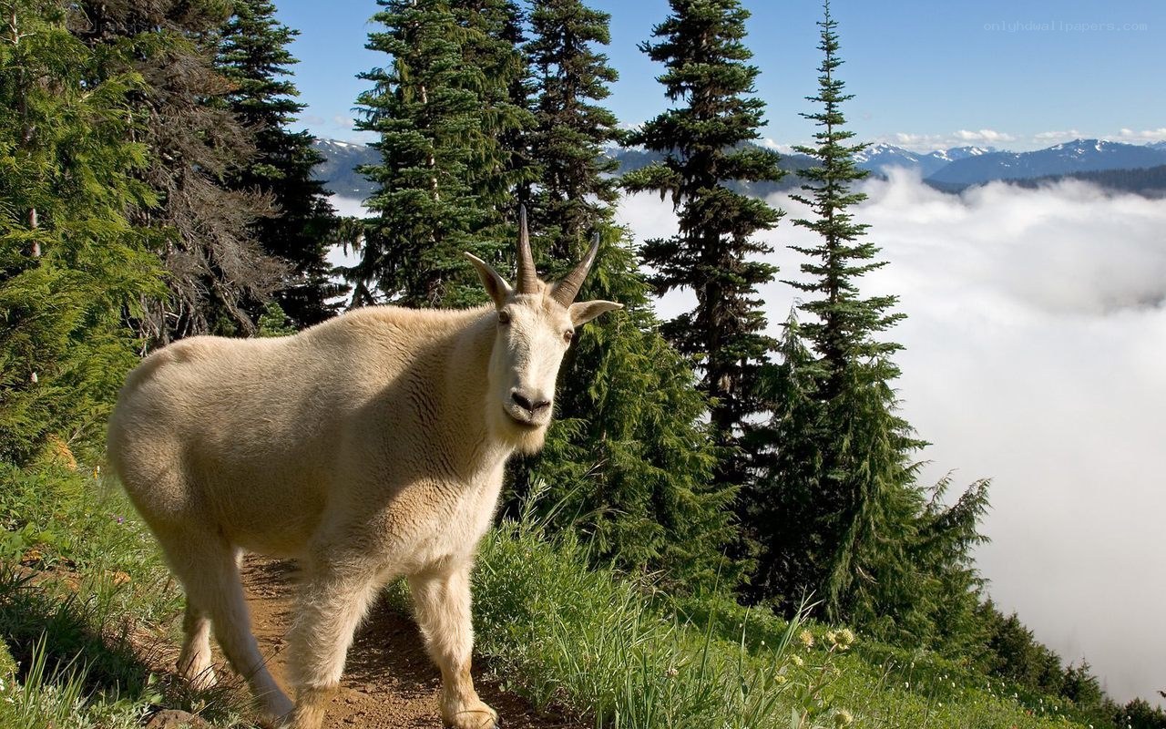 Mountain goat on a forest trail