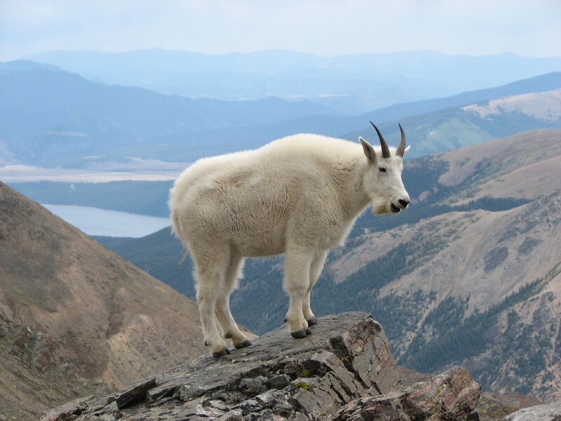 Mountain goat on a rocky peak