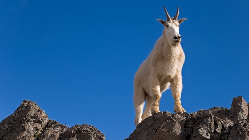 Mountain goat on a rocky peak