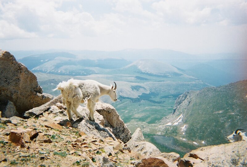 Mountain goat on a rocky peak