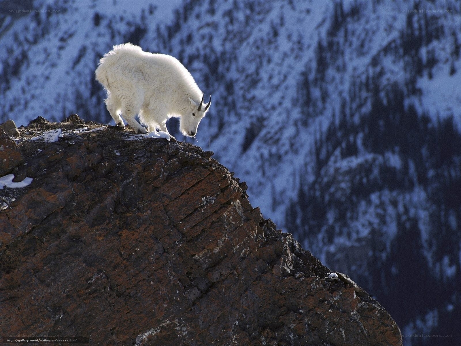 Mountain goat on a rocky peak